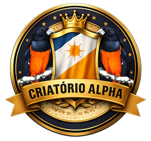 Criatório Alpha - Curió Praia Clássico - Tocantins